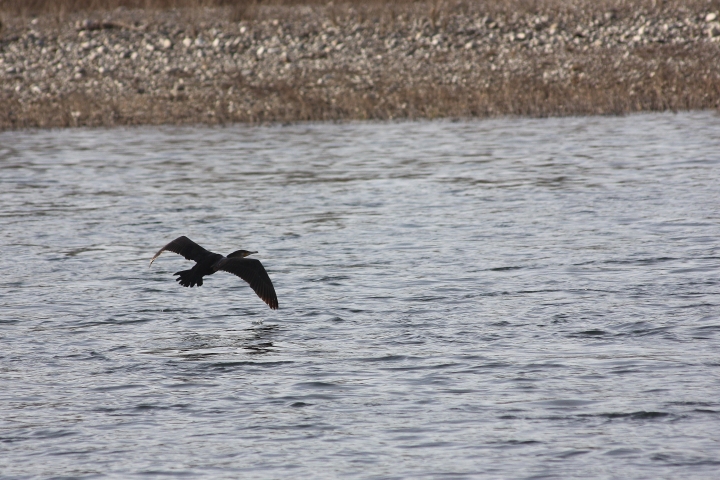 uccelli del fiume Ticino